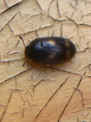 Litargus tetraspilotus