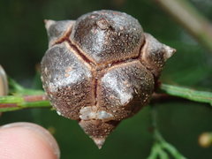 Callitris rhomboidea