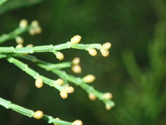 Callitris rhomboidea