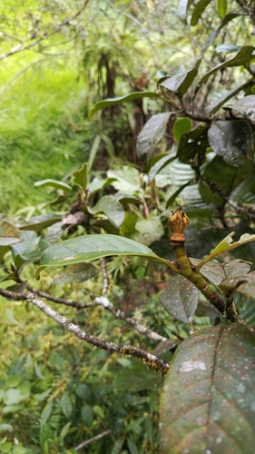 Magnolia palandana