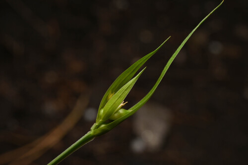 Rocky Mountain Sedge (Carex saximontana)