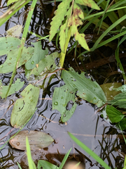 Potamogeton epihydrus