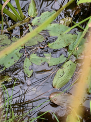 Potamogeton epihydrus