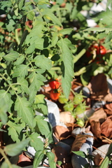 Solanum lycopersicum cerasiforme