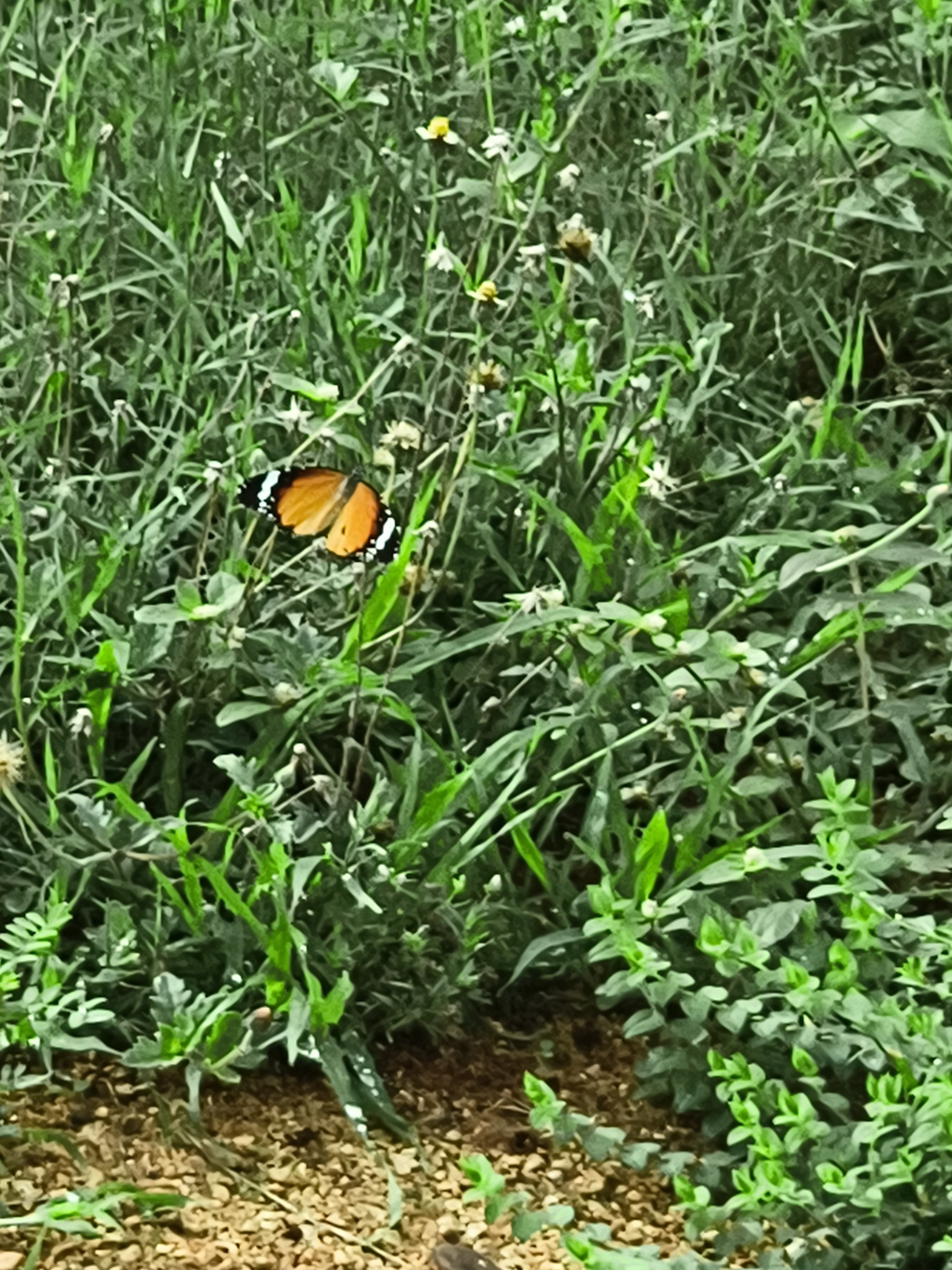 Plain Tiger
