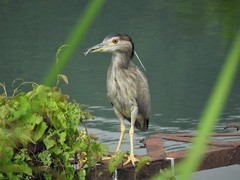 Nycticorax nycticorax