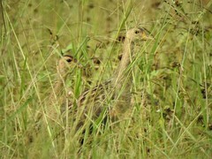 Gallicrex cinerea