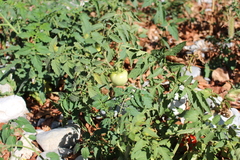 Solanum lycopersicum cerasiforme