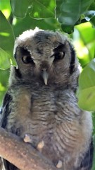 Megascops guatemalae