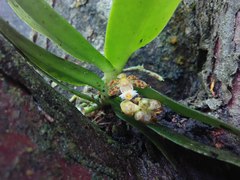 Gastrochilus sororius