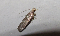 Autostichidae