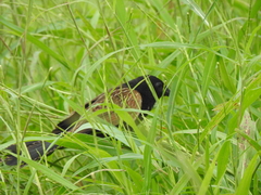 Centropus bengalensis