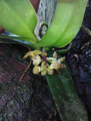 Gastrochilus sororius