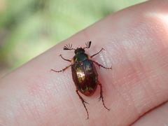 Nitorellus splendidus