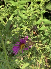 Atalopedes campestris