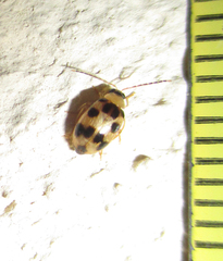 Afromaculepta decemmaculata