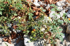 Solanum lycopersicum cerasiforme