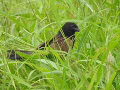 Centropus bengalensis