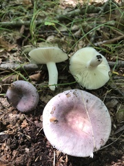 Russula ornaticeps