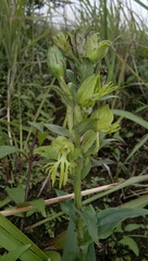 Habenaria multipartita