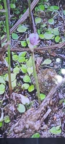 Utricularia heterosepala observed 2025-05-27