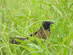 Centropus bengalensis