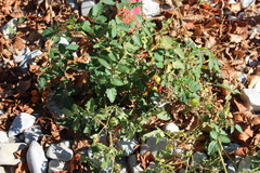 Solanum lycopersicum cerasiforme