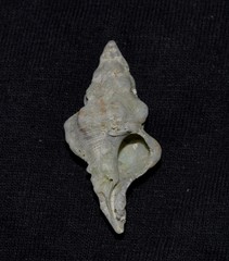 Chicoreus denudatus