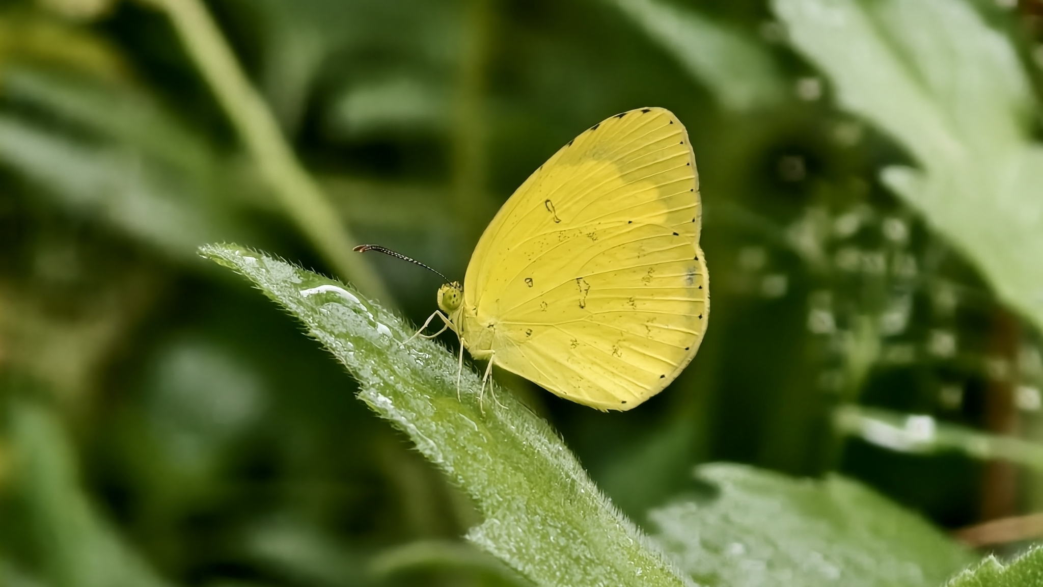 Common Grass Yellow