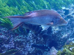 Bodianus unimaculatus