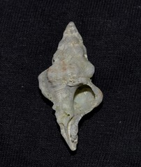 Chicoreus denudatus