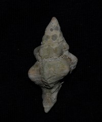 Chicoreus denudatus