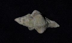 Chicoreus denudatus