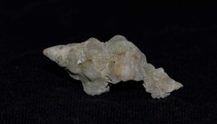 Chicoreus denudatus