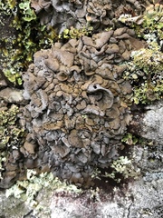 Dermatocarpon intestiniforme