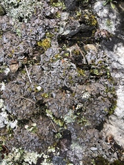 Dermatocarpon intestiniforme