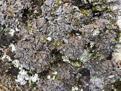 Dermatocarpon intestiniforme