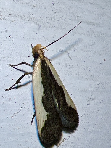 Indented Dichomeris Moth photo 4