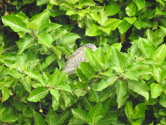 Nycticorax nycticorax