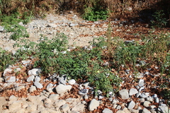 Solanum lycopersicum cerasiforme