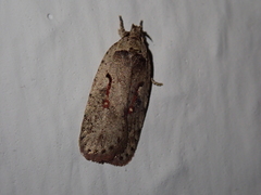 Agonopterix ocellana
