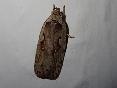 Agonopterix ocellana