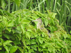 Nycticorax nycticorax