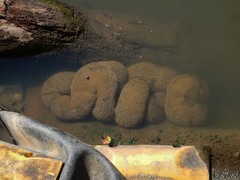 Pectinatella magnifica