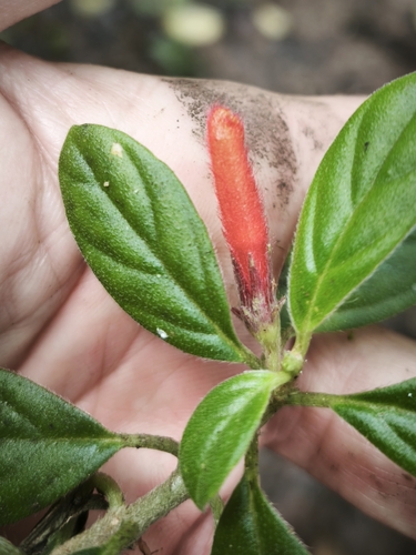 Columnea ulei