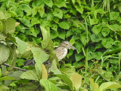 Nycticorax nycticorax