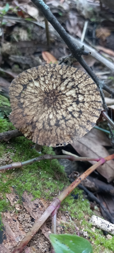 Pluteus readiarum · May 2025 · photo: © lobotaniser (iNaturalist, cc-by-nc)