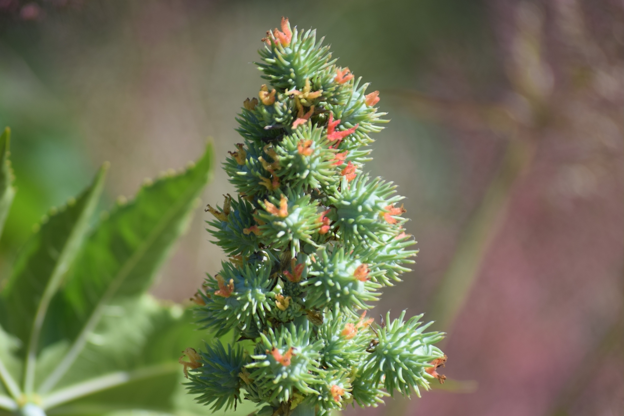 Ricinus communis