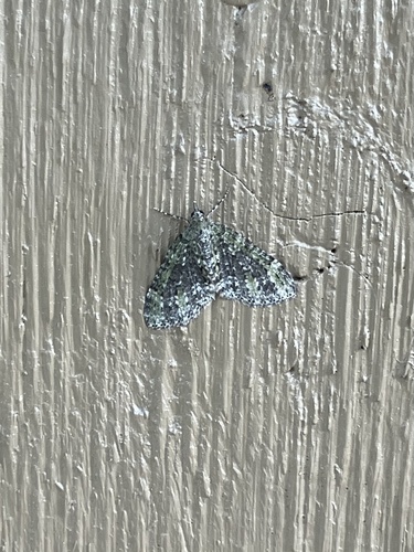 Olive-and-black Carpet Moth photo 2