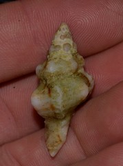 Chicoreus denudatus